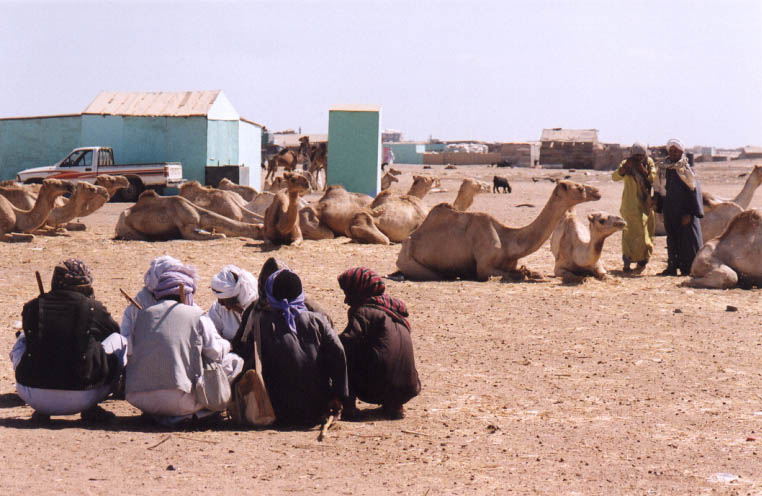 Shelatin camel vendors 1
